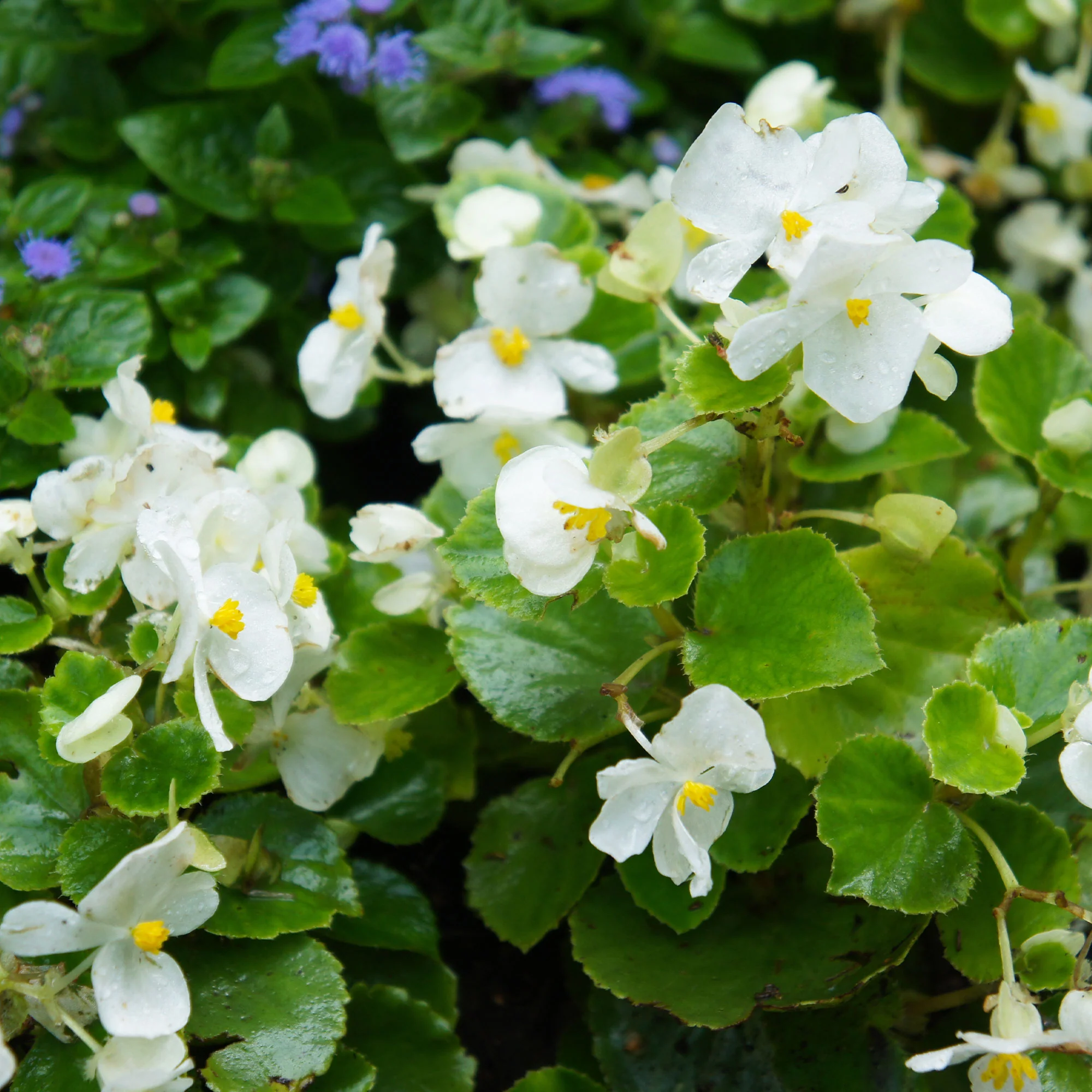 Witte waterbegonia