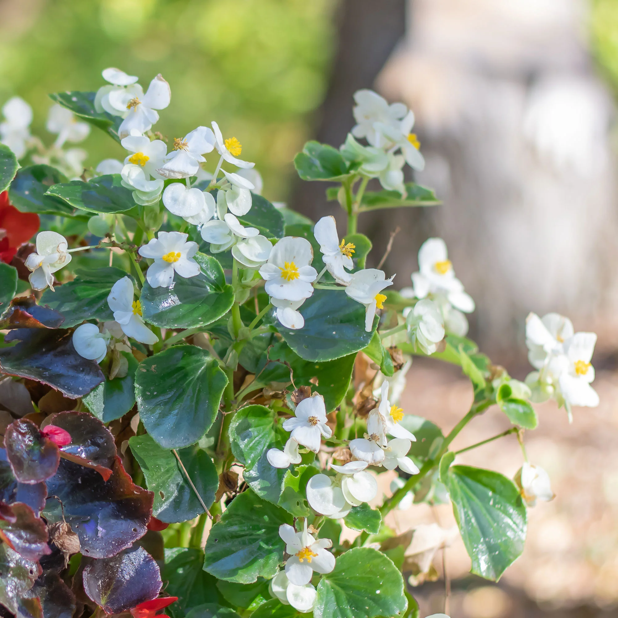 Witte waterbegonia - Image 2