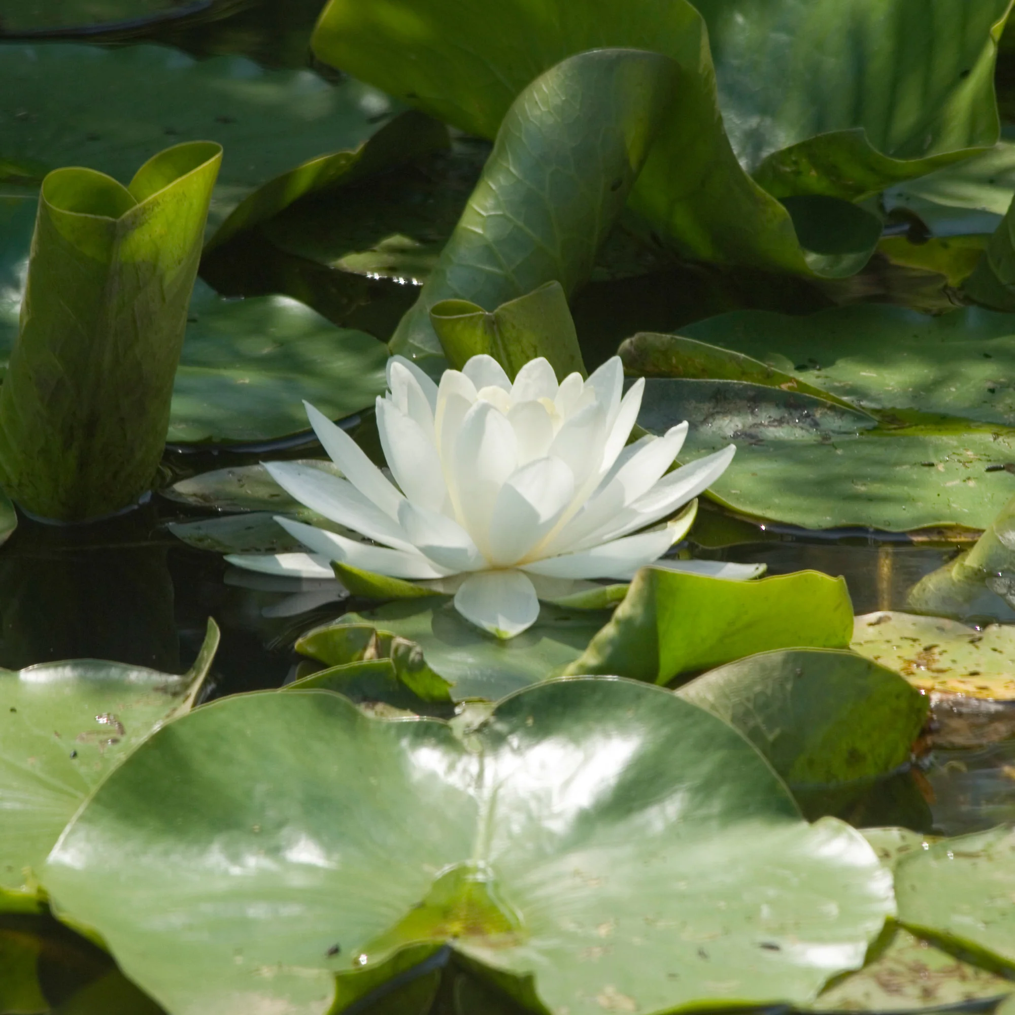 Witte waterlelie Grand Witte