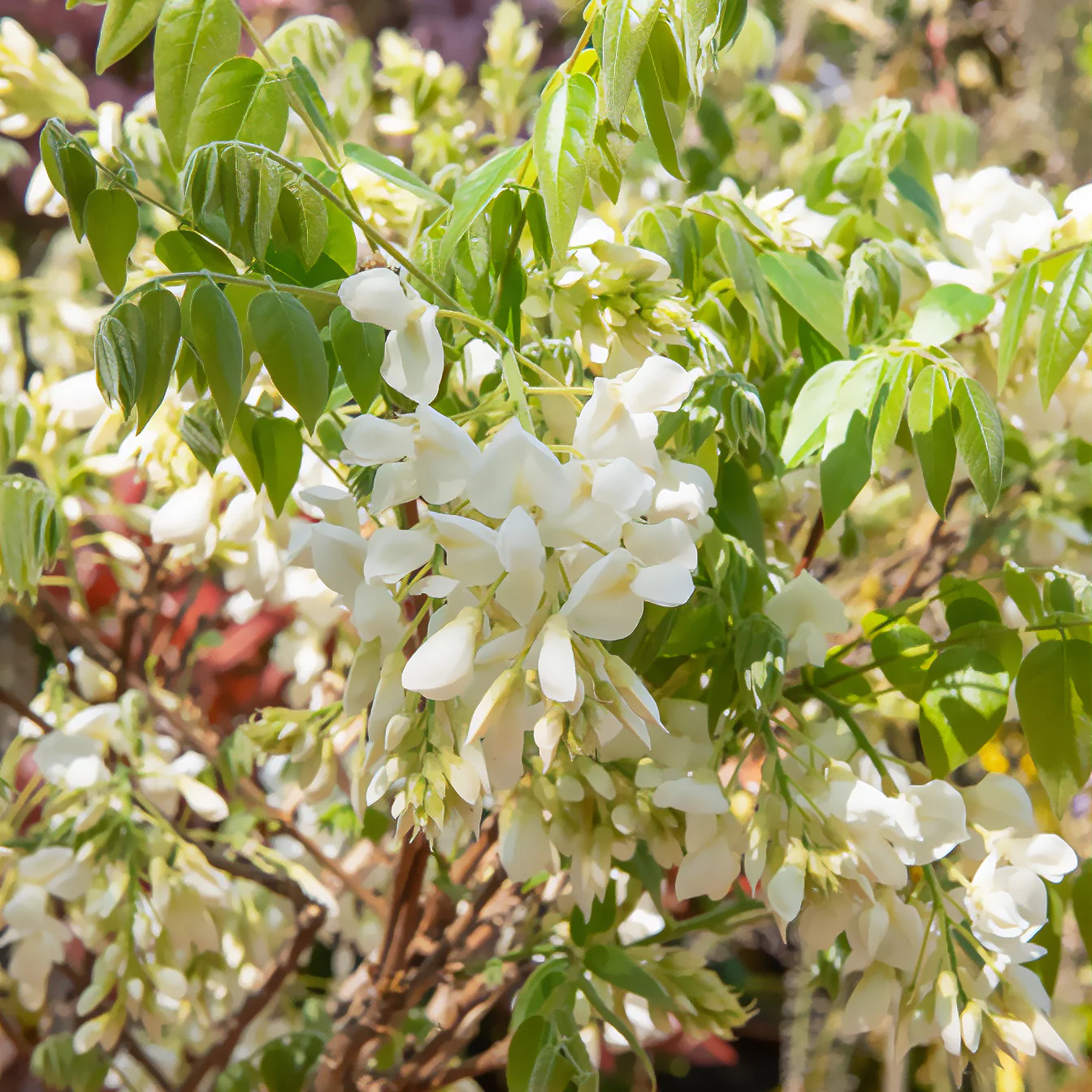 Witte zijde blauwe regen - Image 2