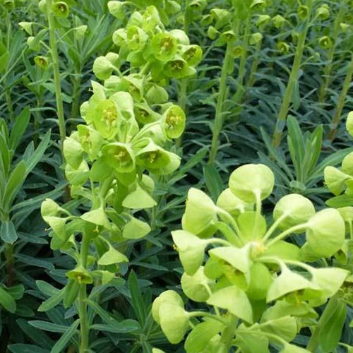 Wolfsmelk garrigues