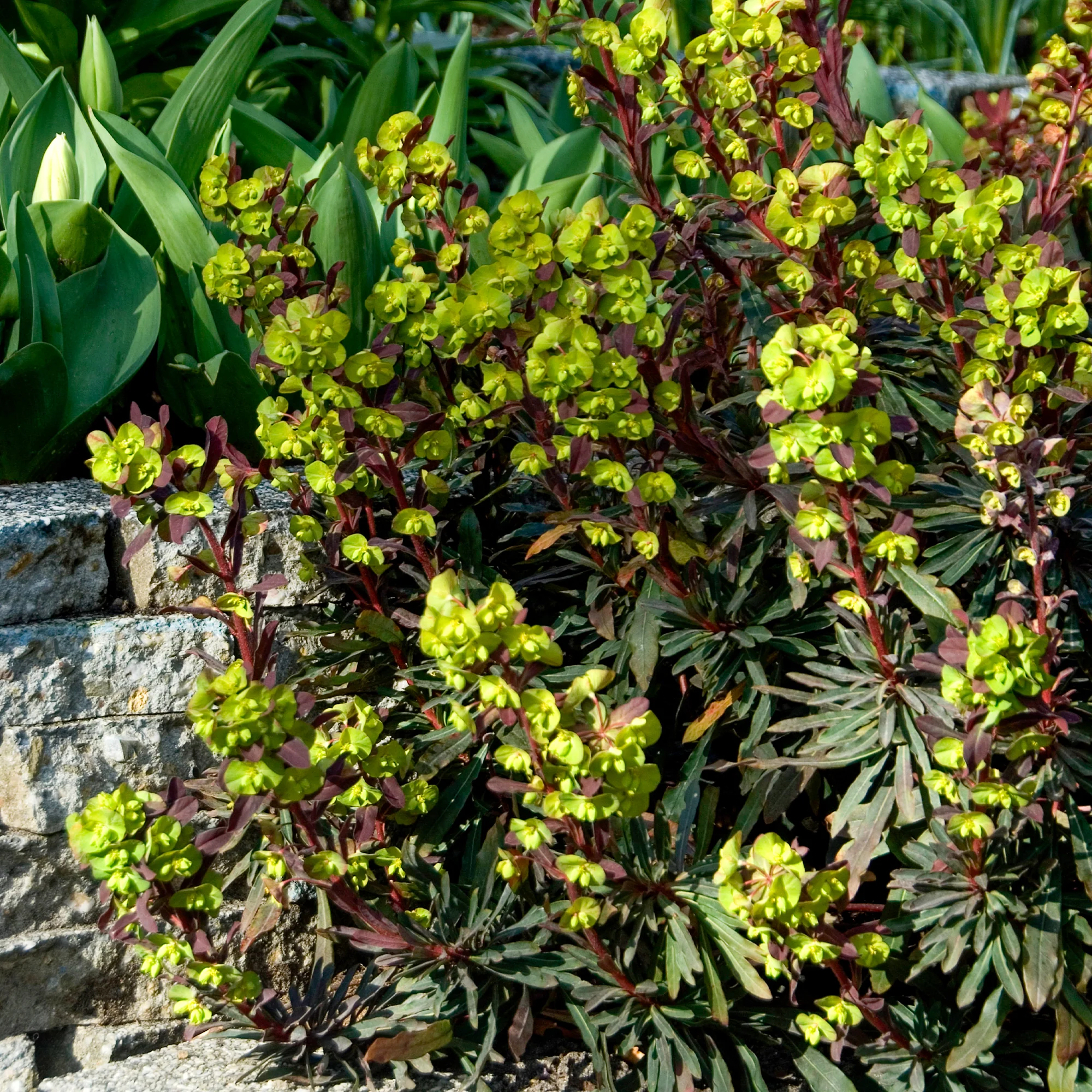 Wolfsmelk 'Purpurea'