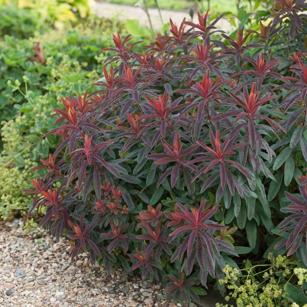 Wolfsmelk 'Purpurea' - Image 2