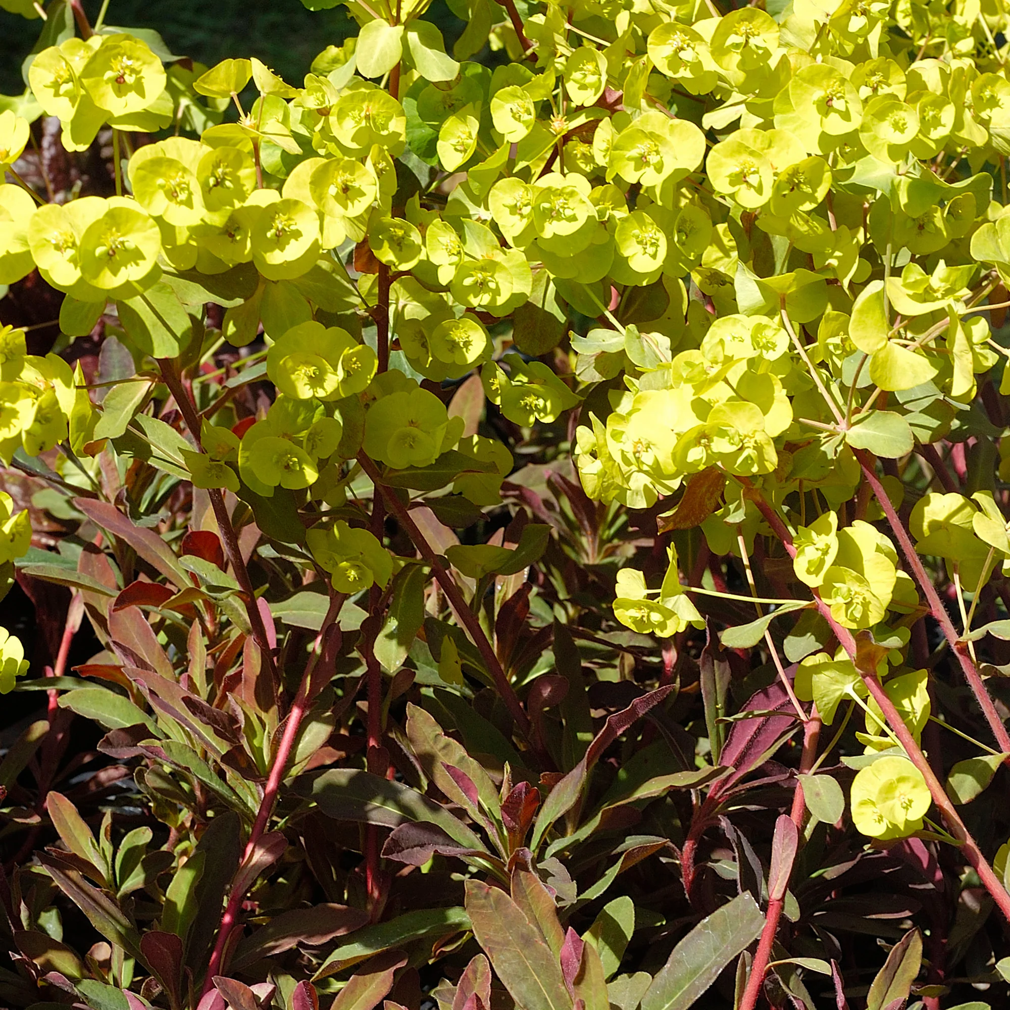 Wolfsmelk 'Purpurea' - Image 3