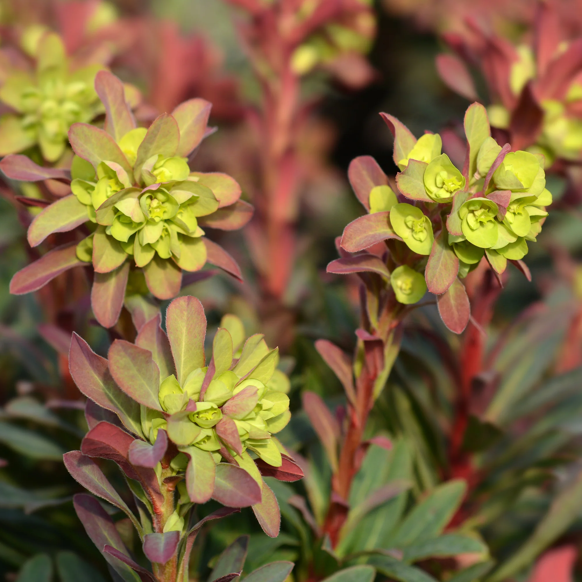 Wolfsmelk 'Purpurea' - Image 5