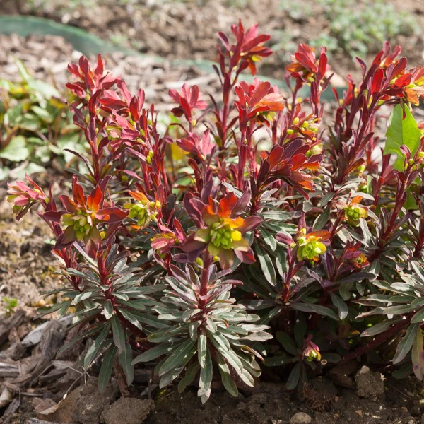 Wolfsmelk 'Purpurea' - Image 6
