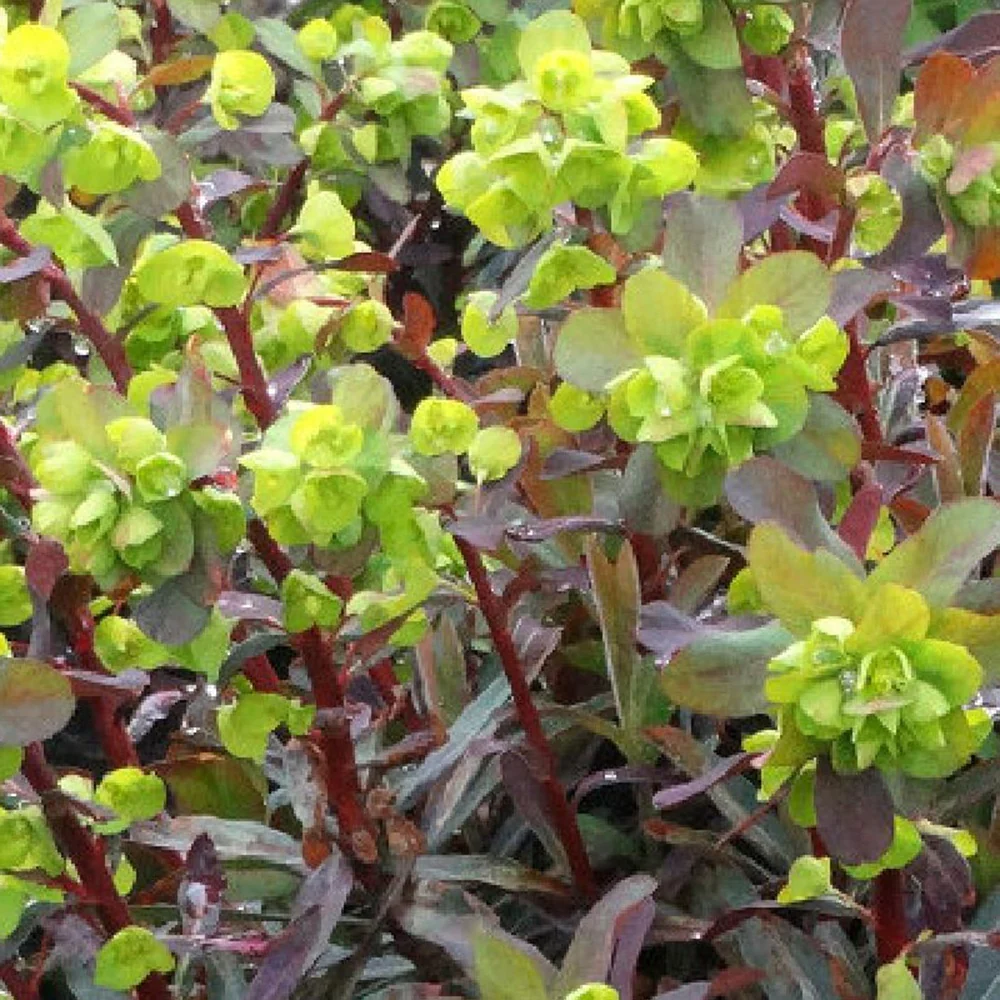 Wolfsmelk 'Ruby Gold'