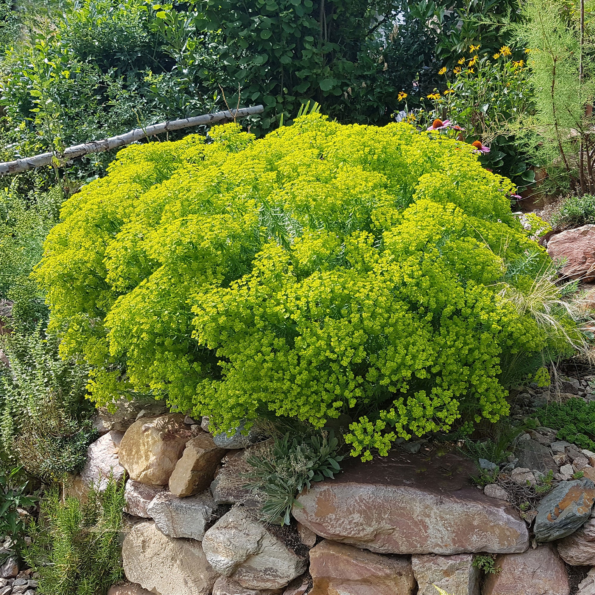Miniatuur 1