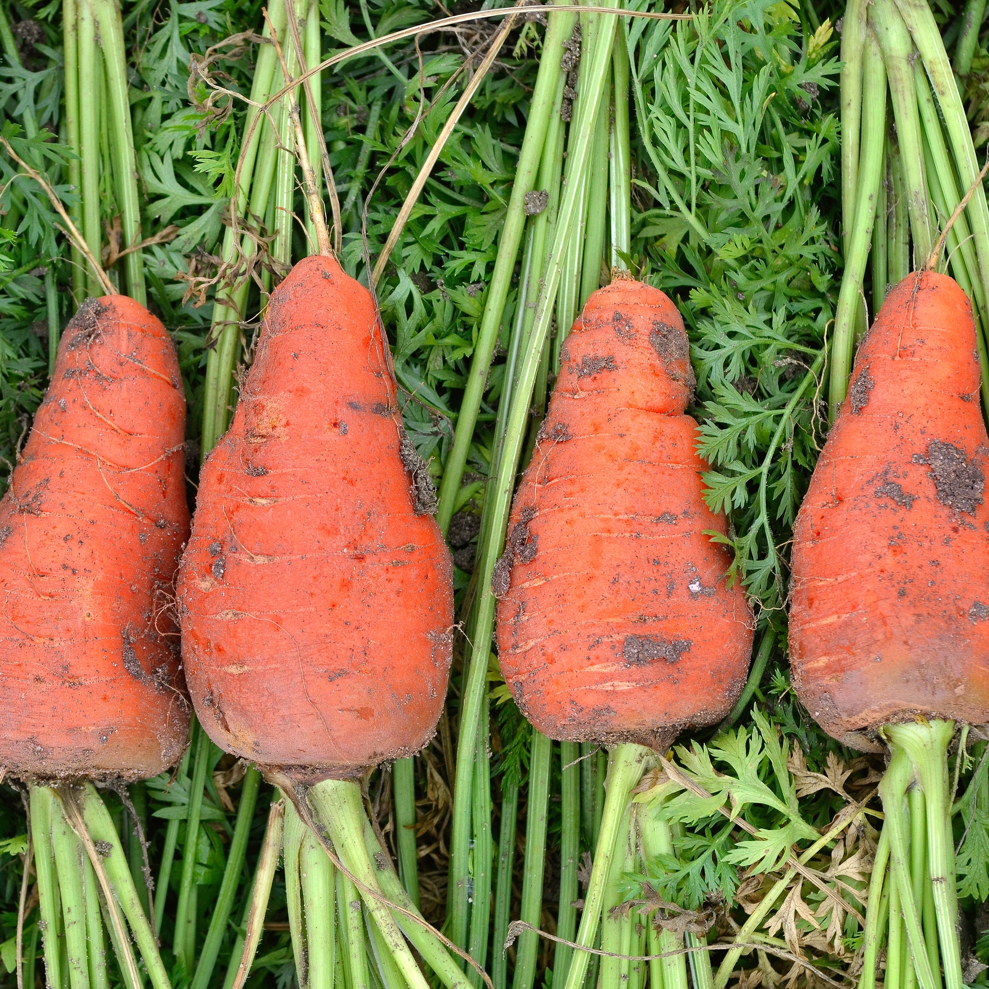 Wortel 'Chantenay'- rood hart - Image 2