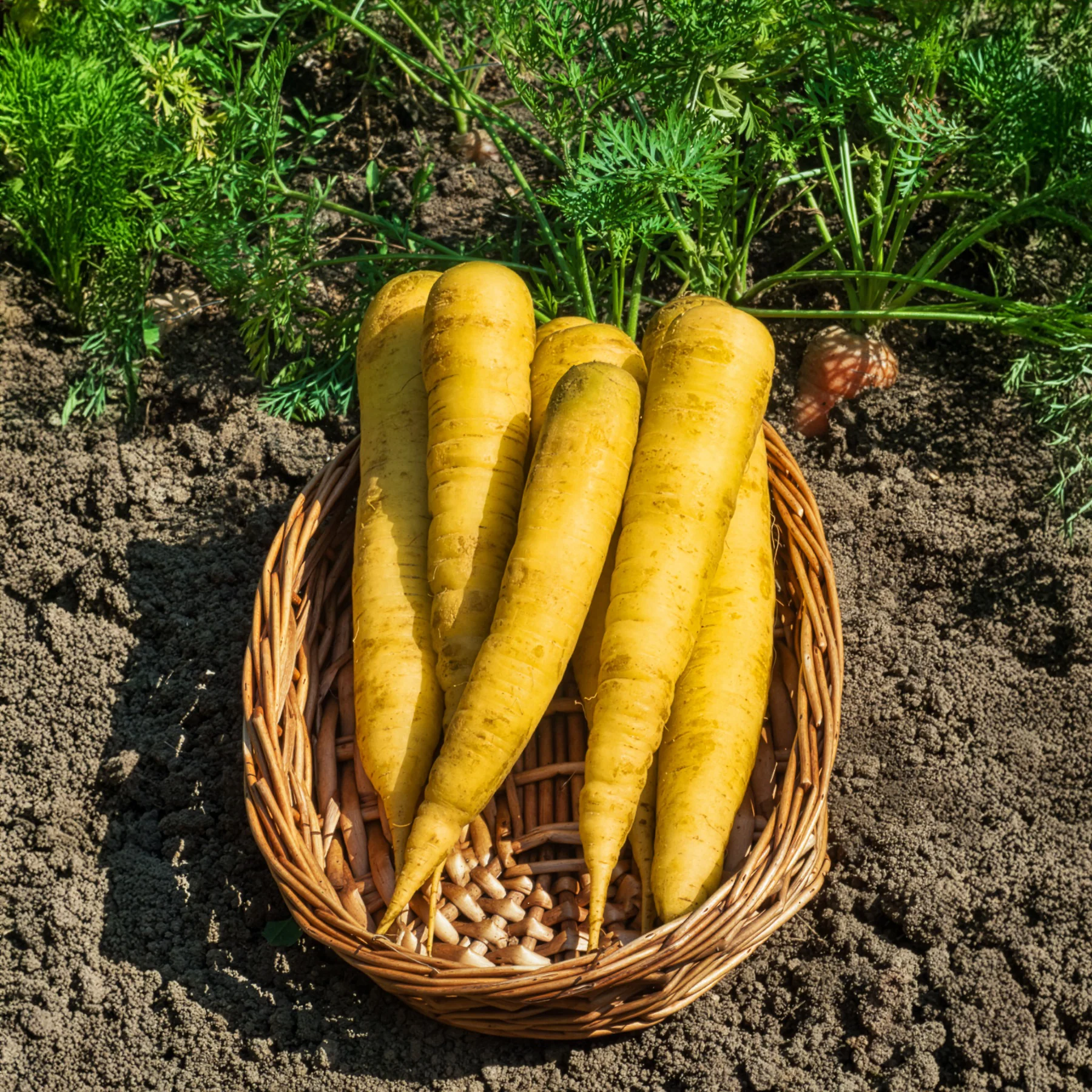 Wortel 'Jaune de Lobberich' - Image 2