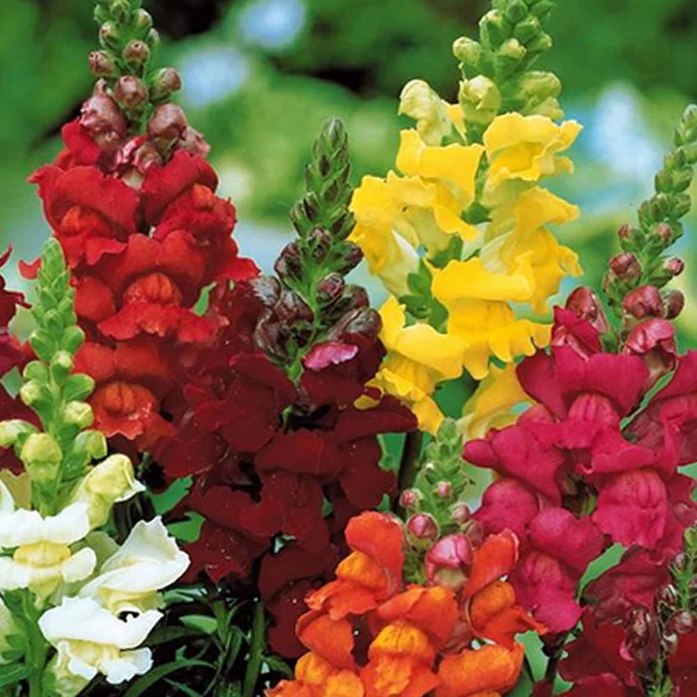 Zaadmat 'Zomerbloeiers' (x5) - Image 3