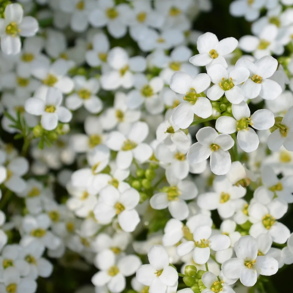 Zaadmat 'Zomerbloeiers' (x5) - Image 6