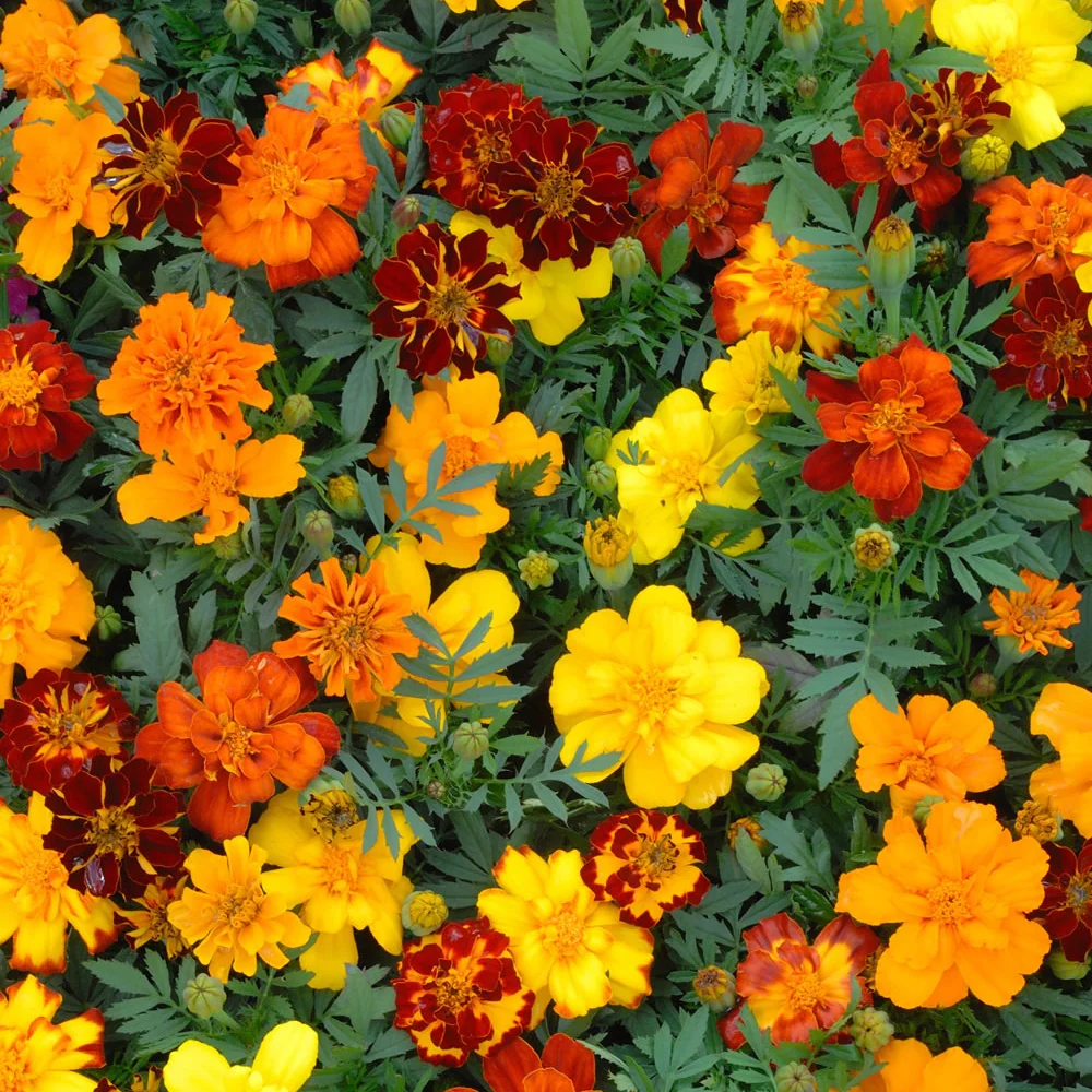Zaadmat 'Zomerbloeiers' (x5) - Image 7