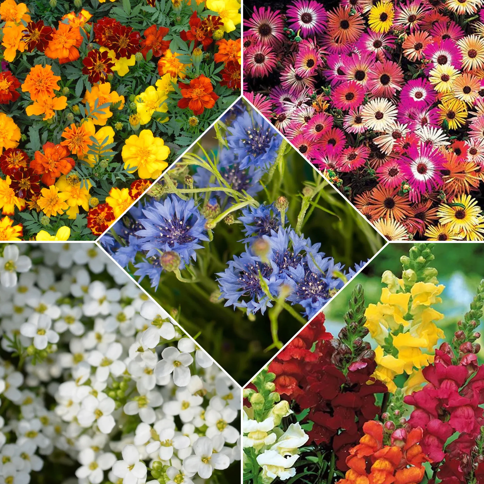 Zaadmat 'Zomerbloeiers' (x5) - Image 8