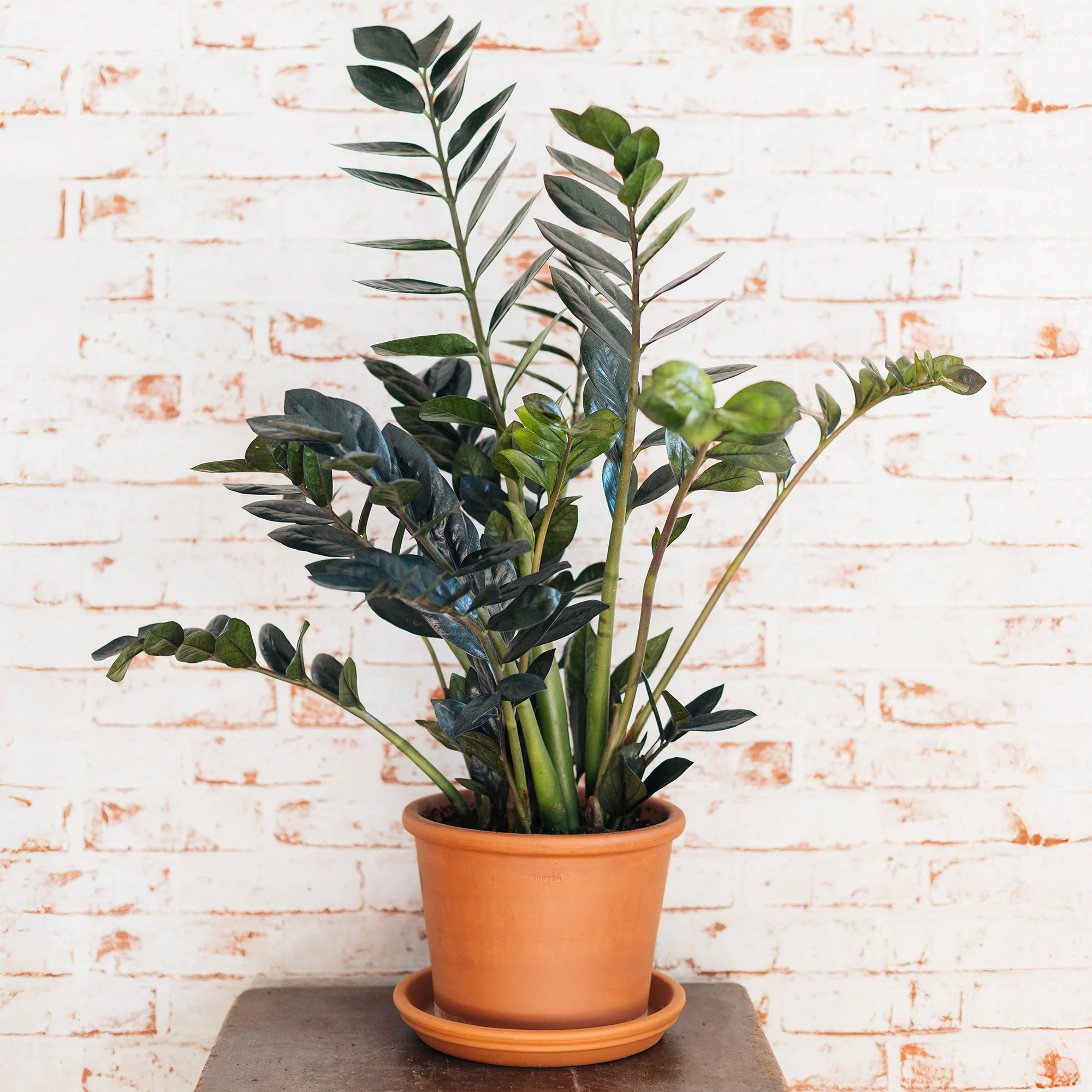 Zamioculcas 'Raven' - Image 3