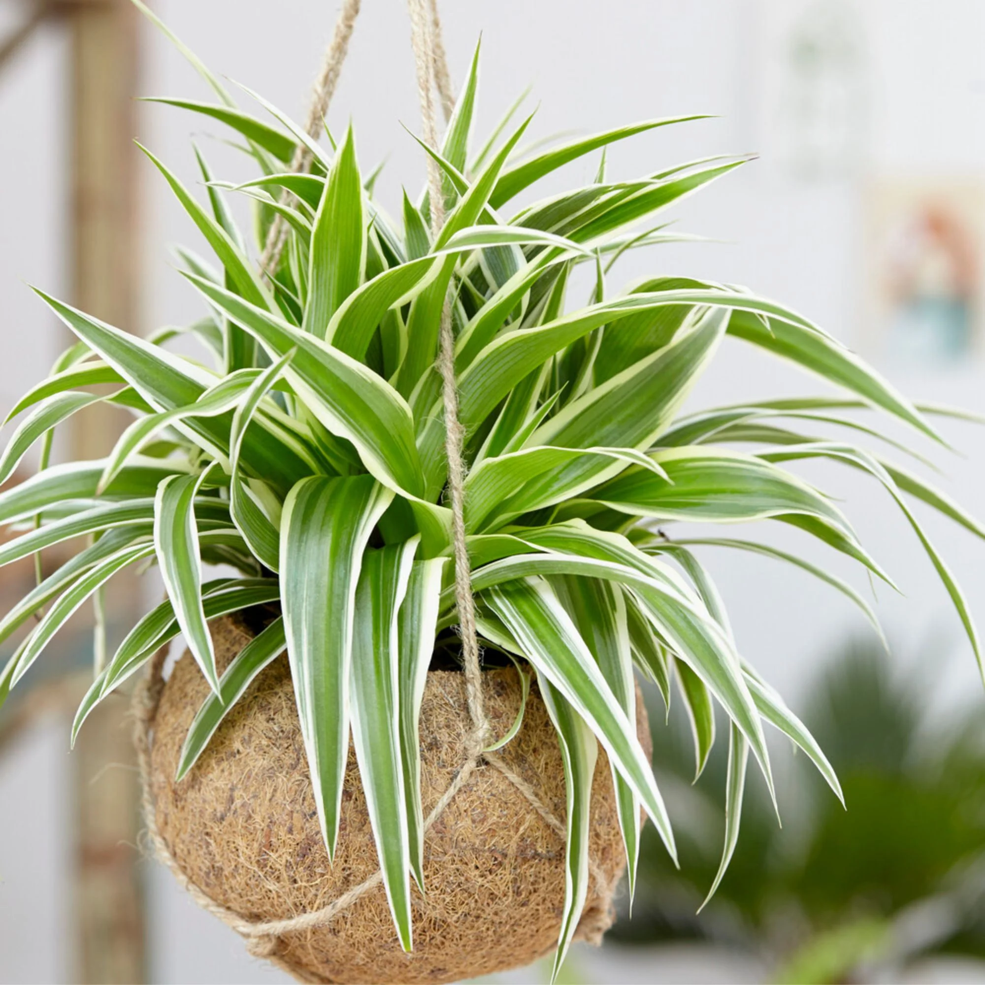 Zebraplant Ocean