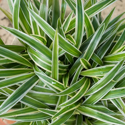 Zebraplant Ocean - Image 2