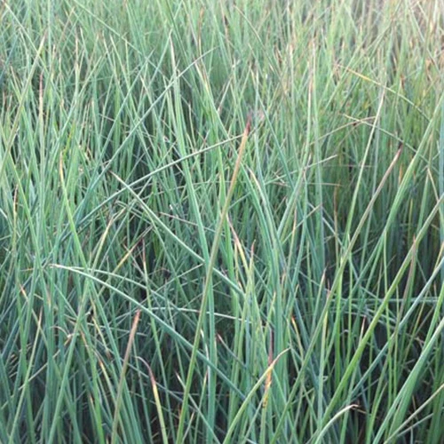 Zeegroene rus (x3)