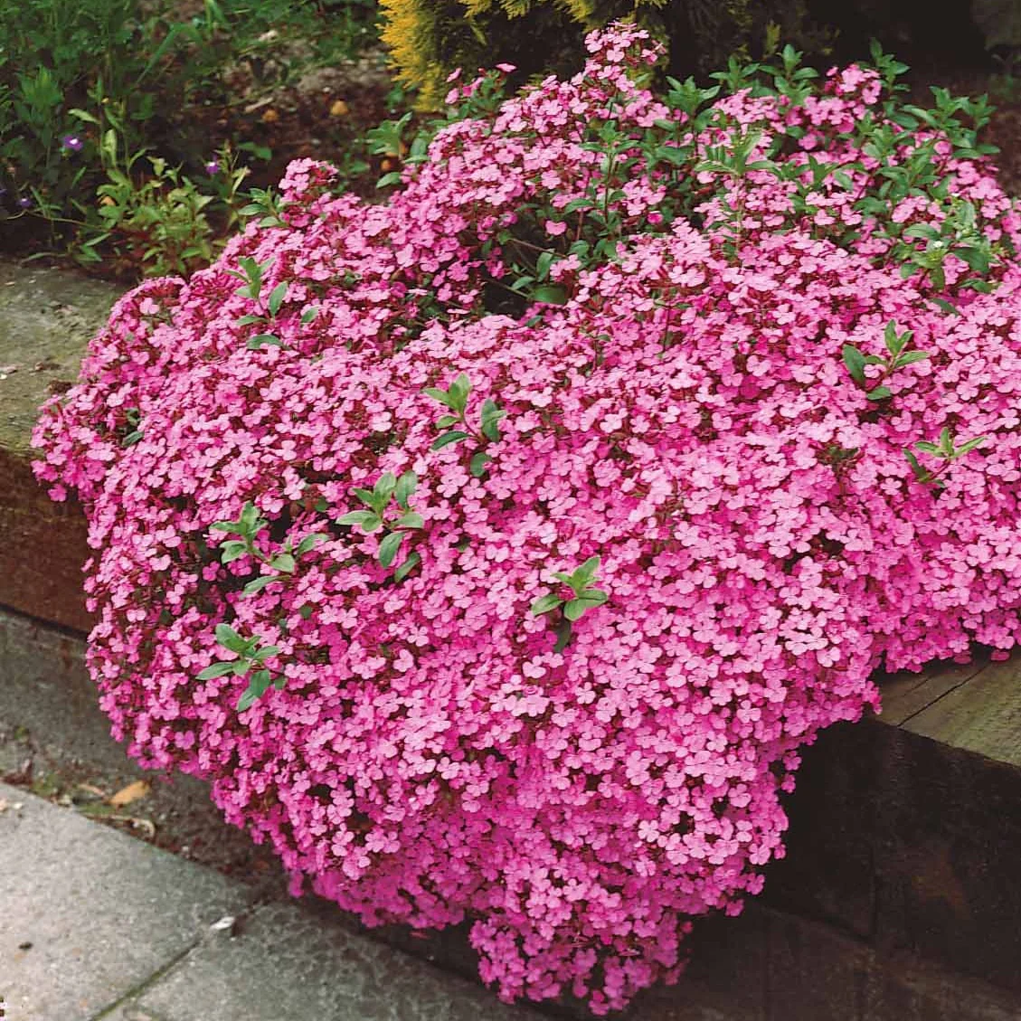 Zeepkruid (x5) - Image 5