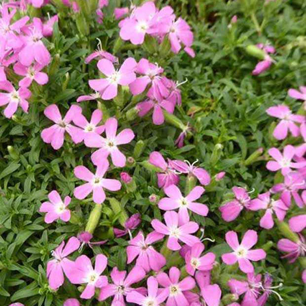 Zeepkruid 'Max Frei'