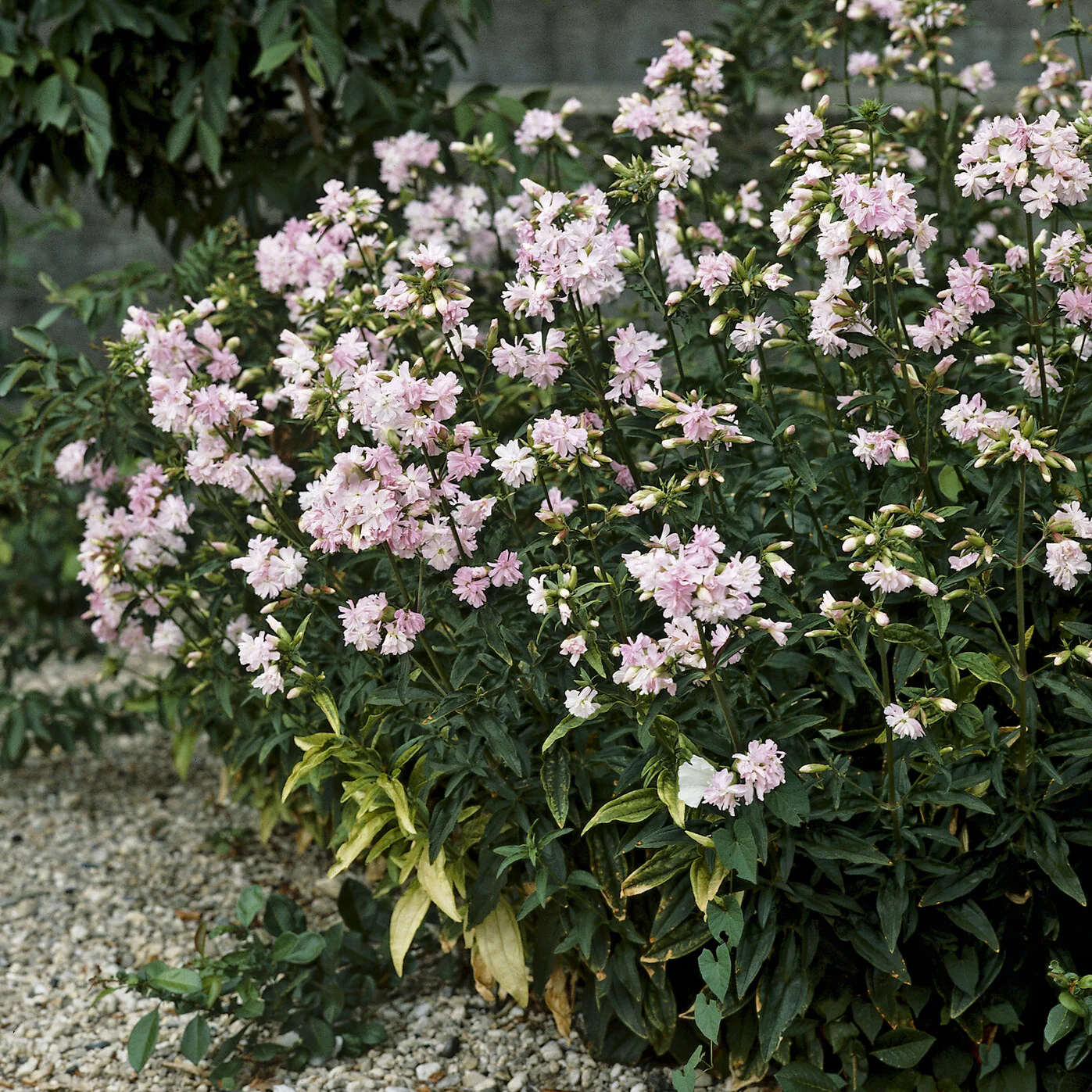 Zeepkruid Rosea Plena - Image 2