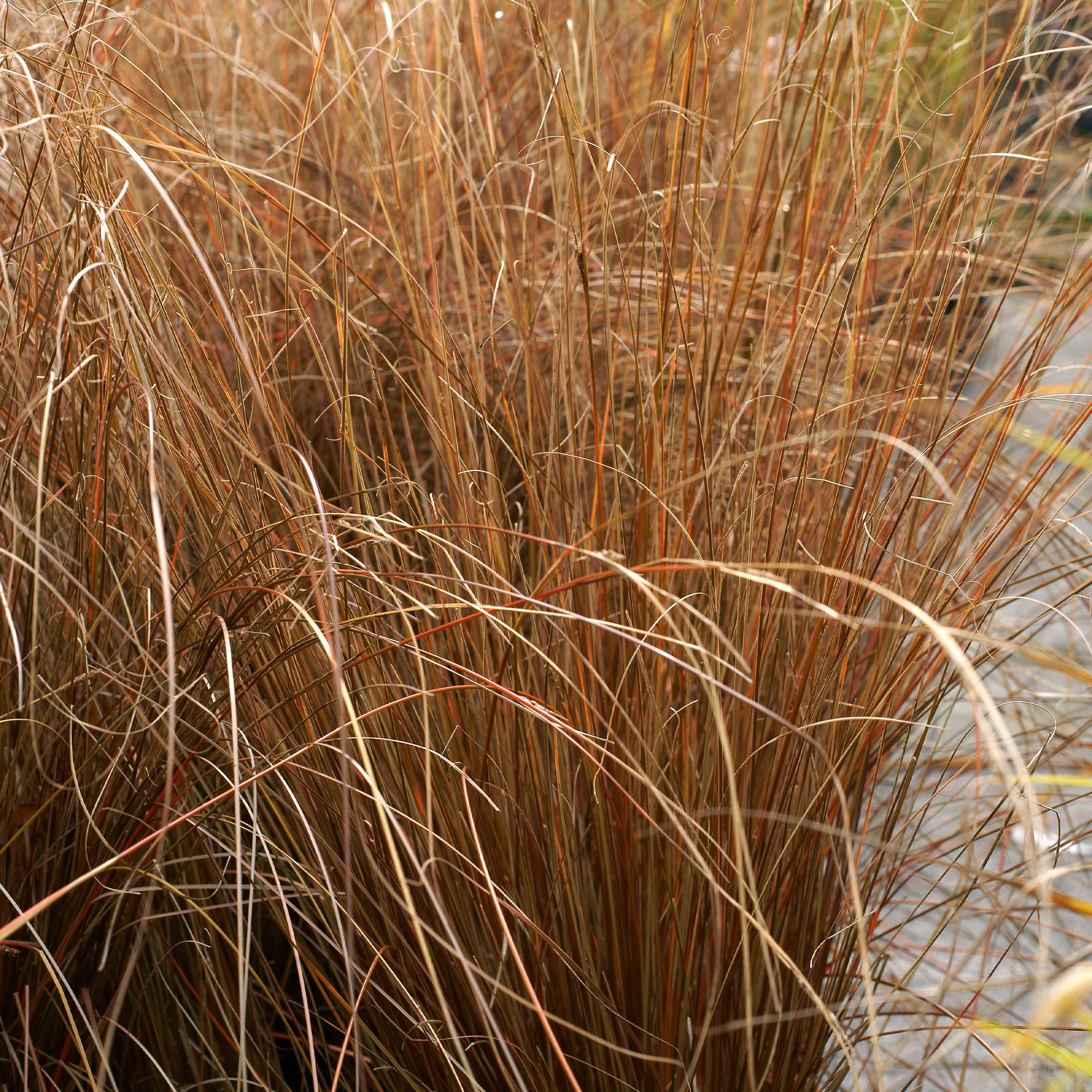 Zegge Buchananii