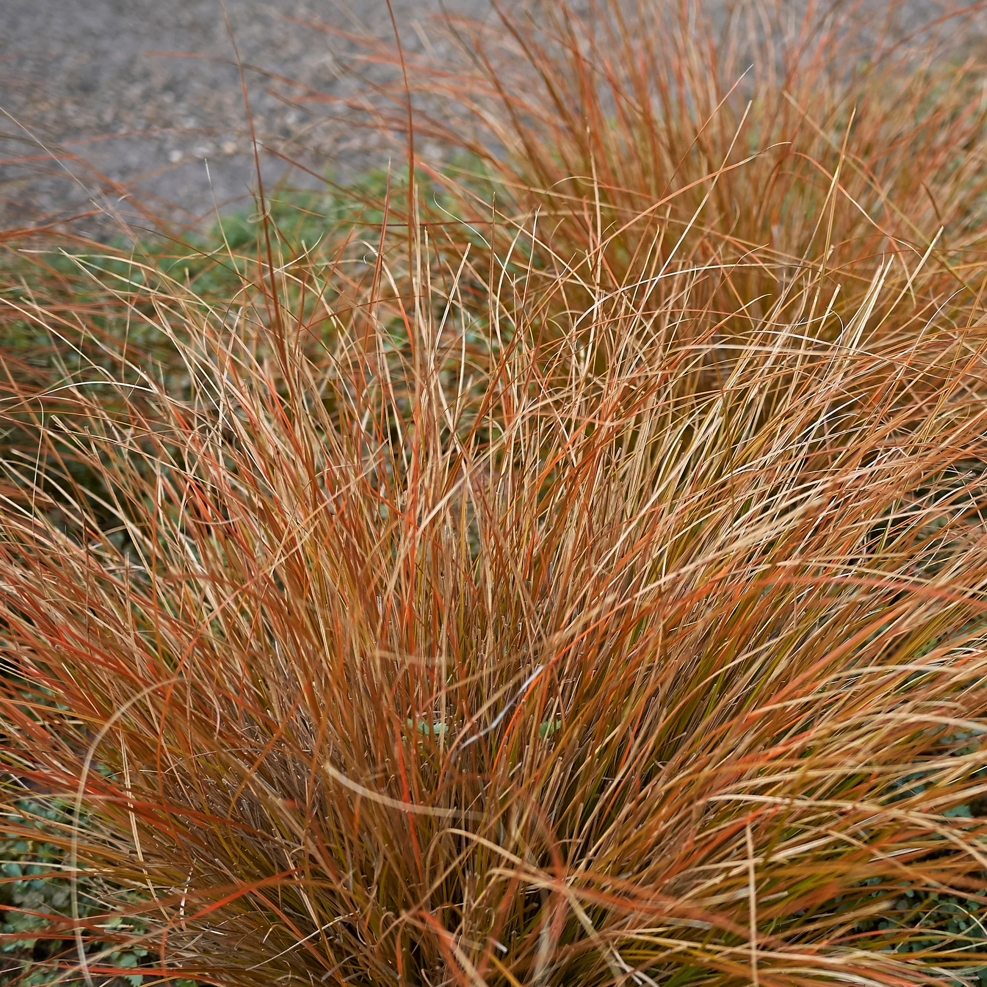 Zegge Buchananii - Image 3