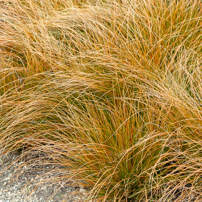Zegge Testacea