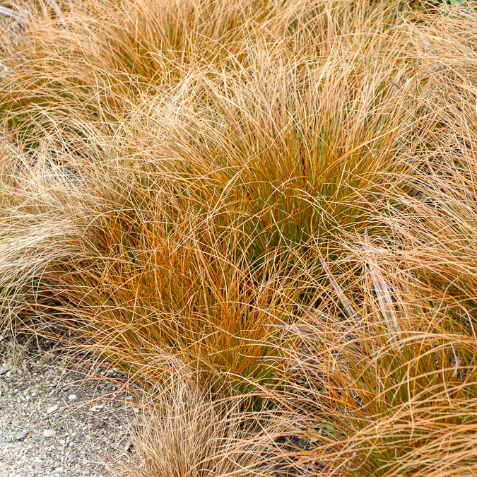 Zegge Testacea - Image 2