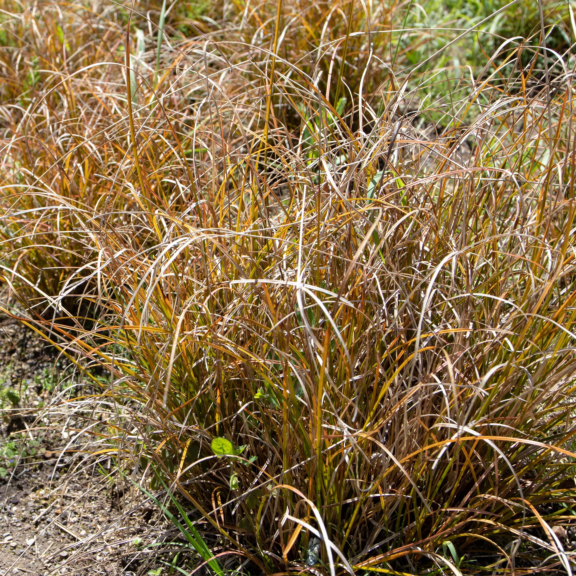 Zegge Testacea - Image 3