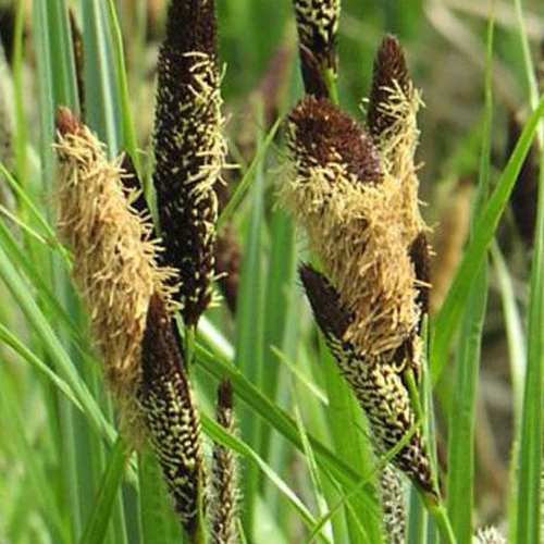 Zegge Acutiformis - Image 2