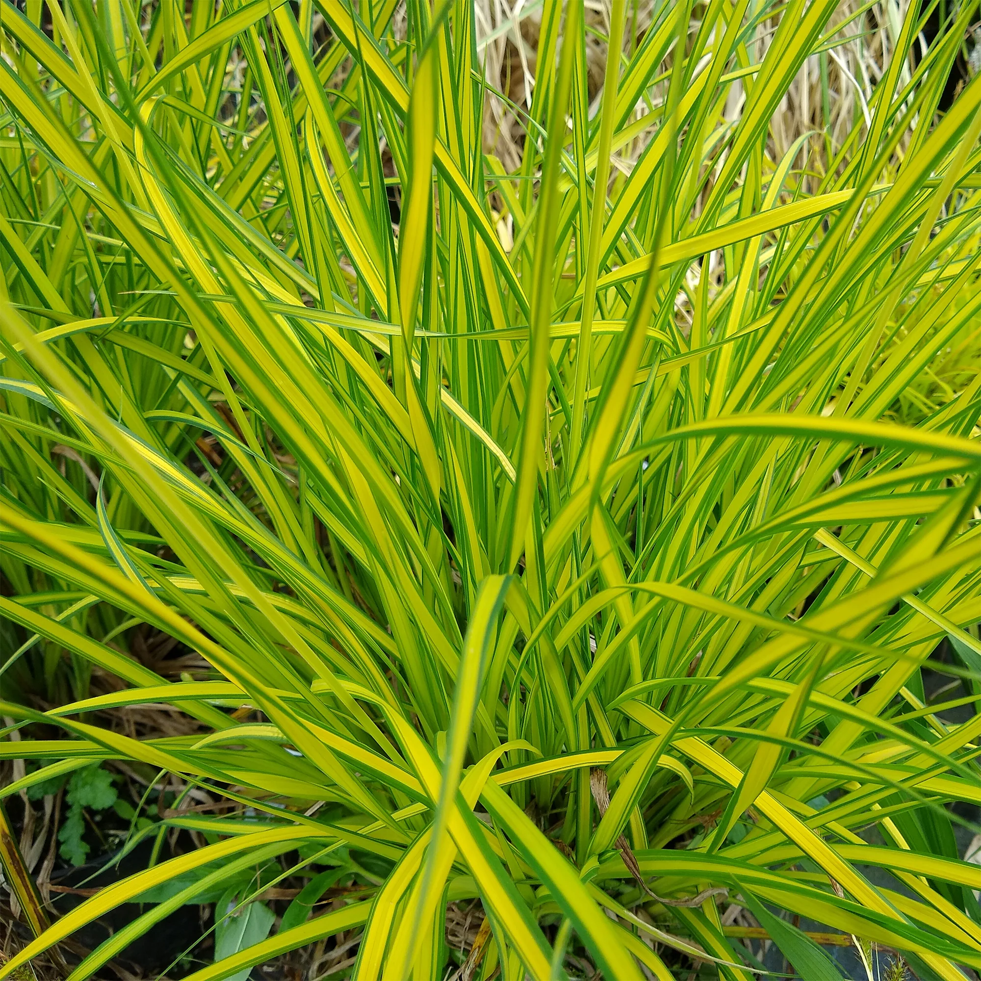 Zegge Aurea Carex