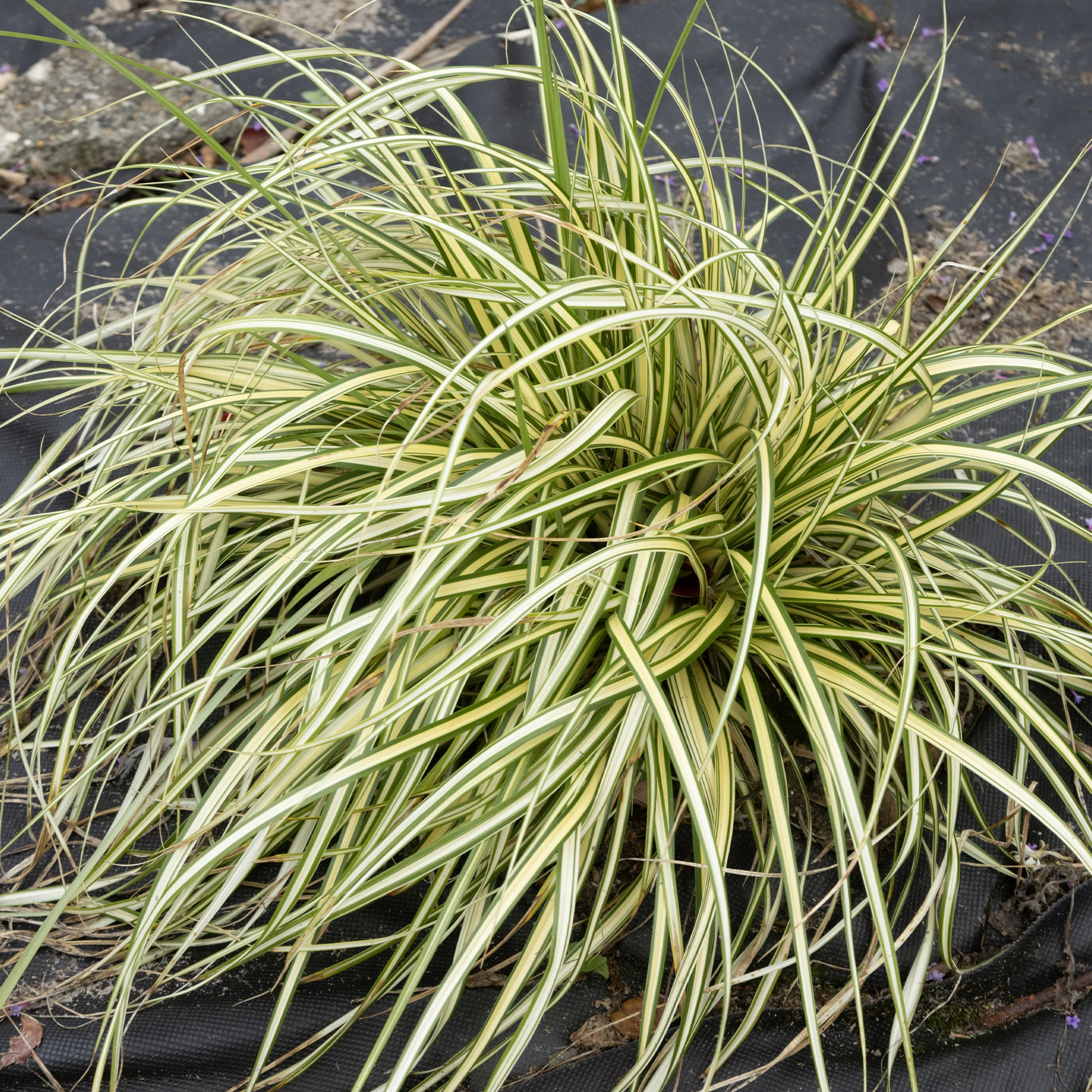 Zegge 'Evergold'