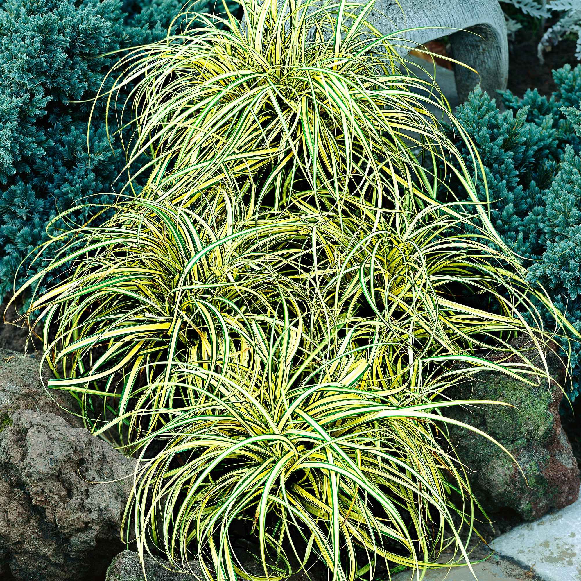 Zegge 'Evergold' - Image 2