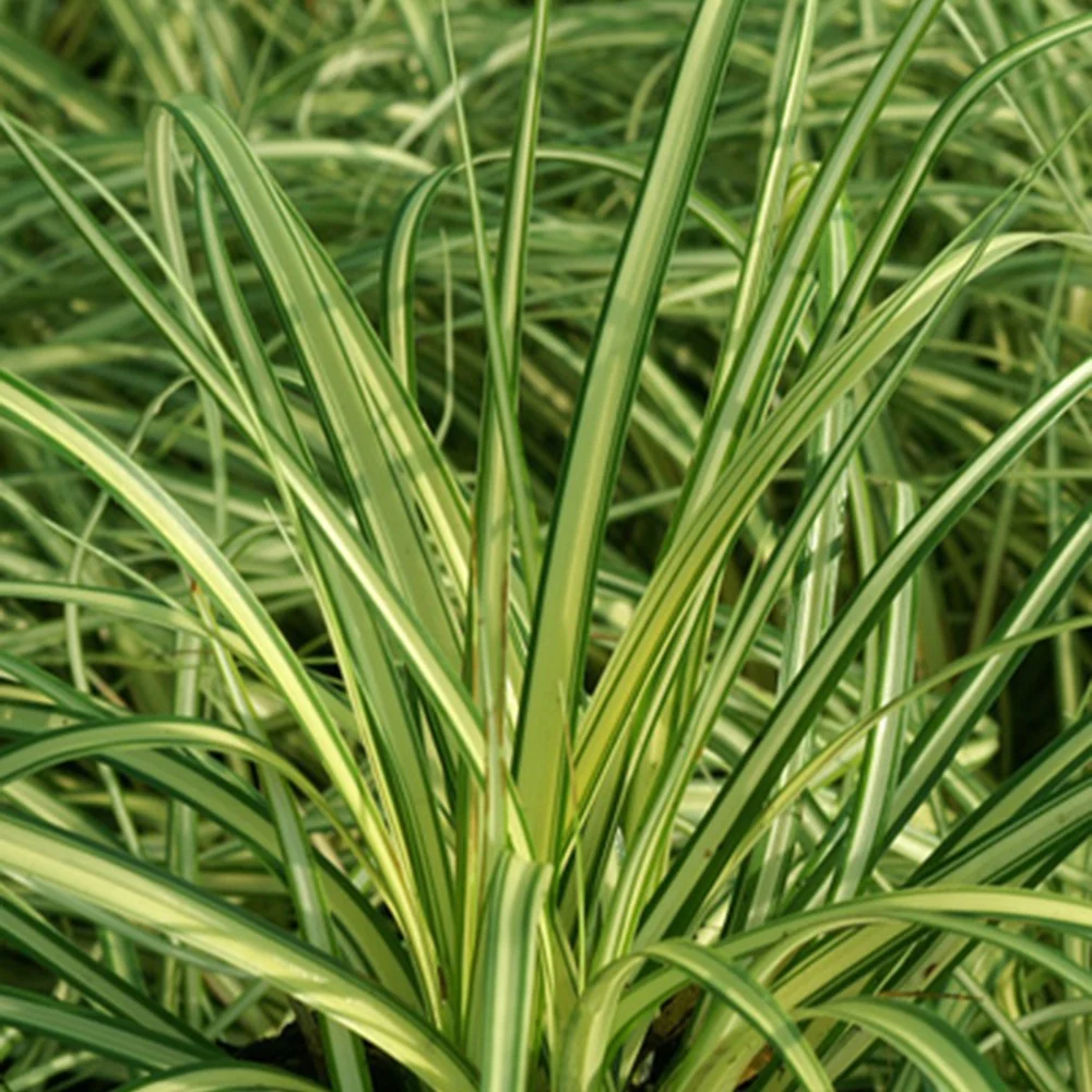 Zegge 'Evergold' - Image 3