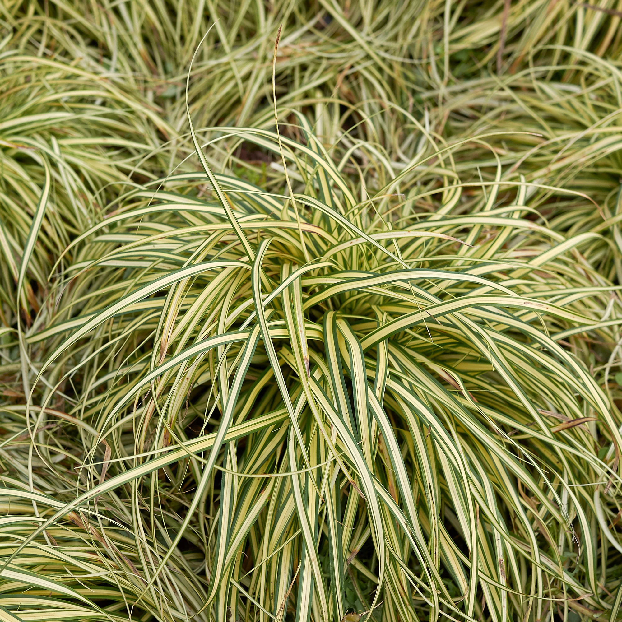 Zegge 'Evergold' - Image 7