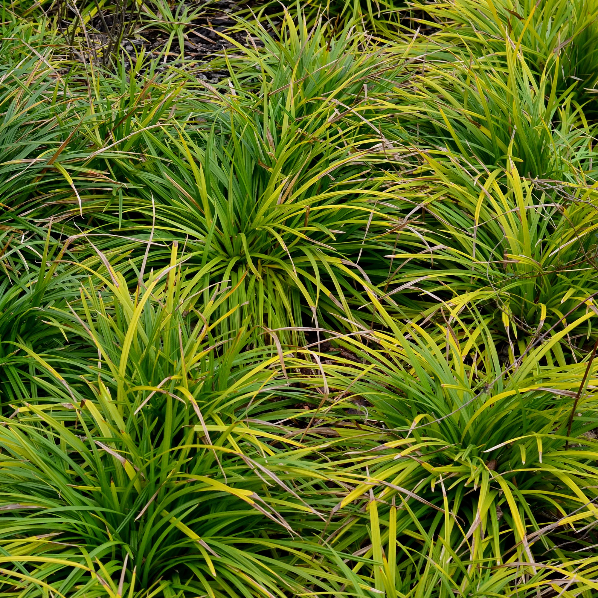 Zegge 'Evergreen'