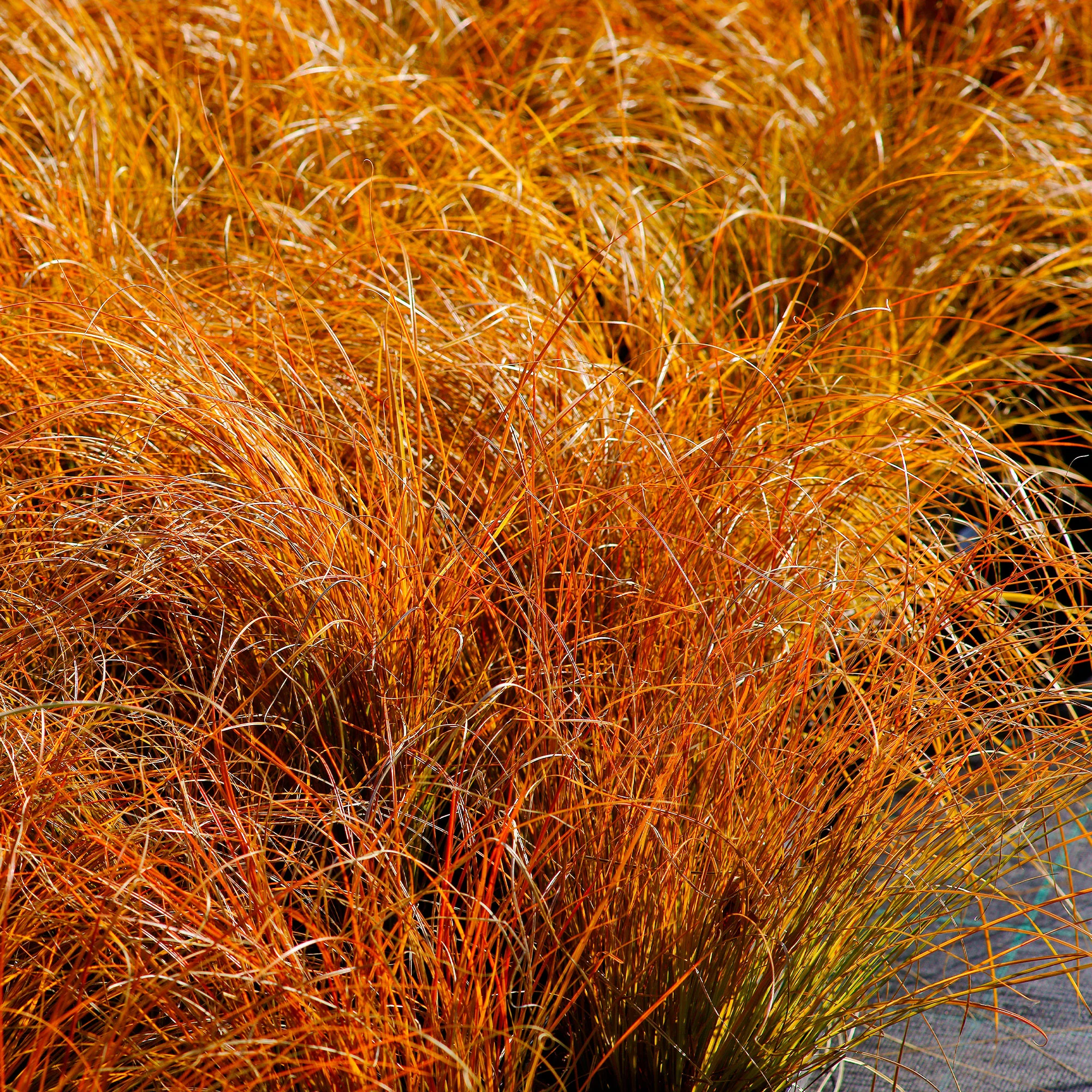Zegge 'Prairie Fire'