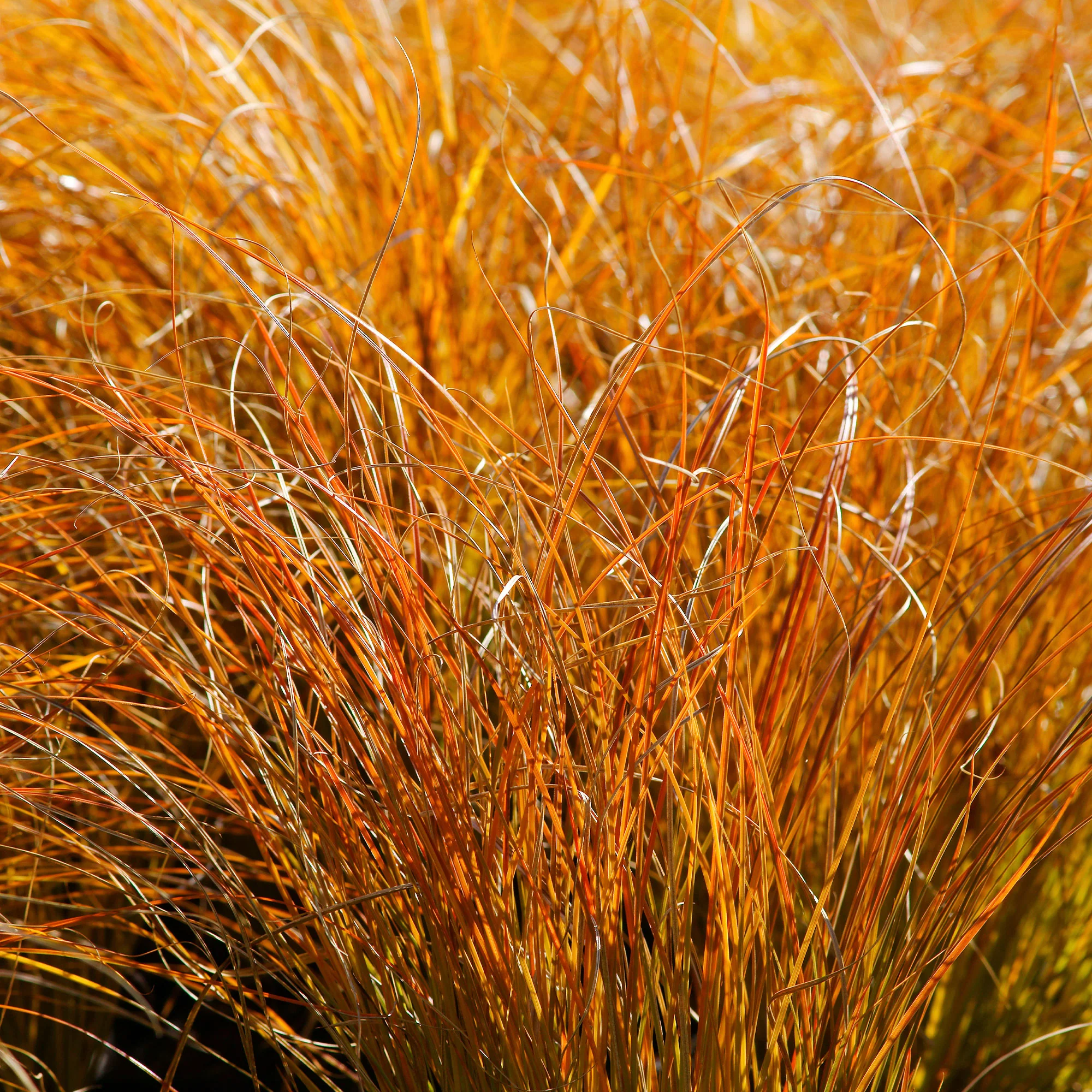 Zegge 'Prairie Fire' - Image 2