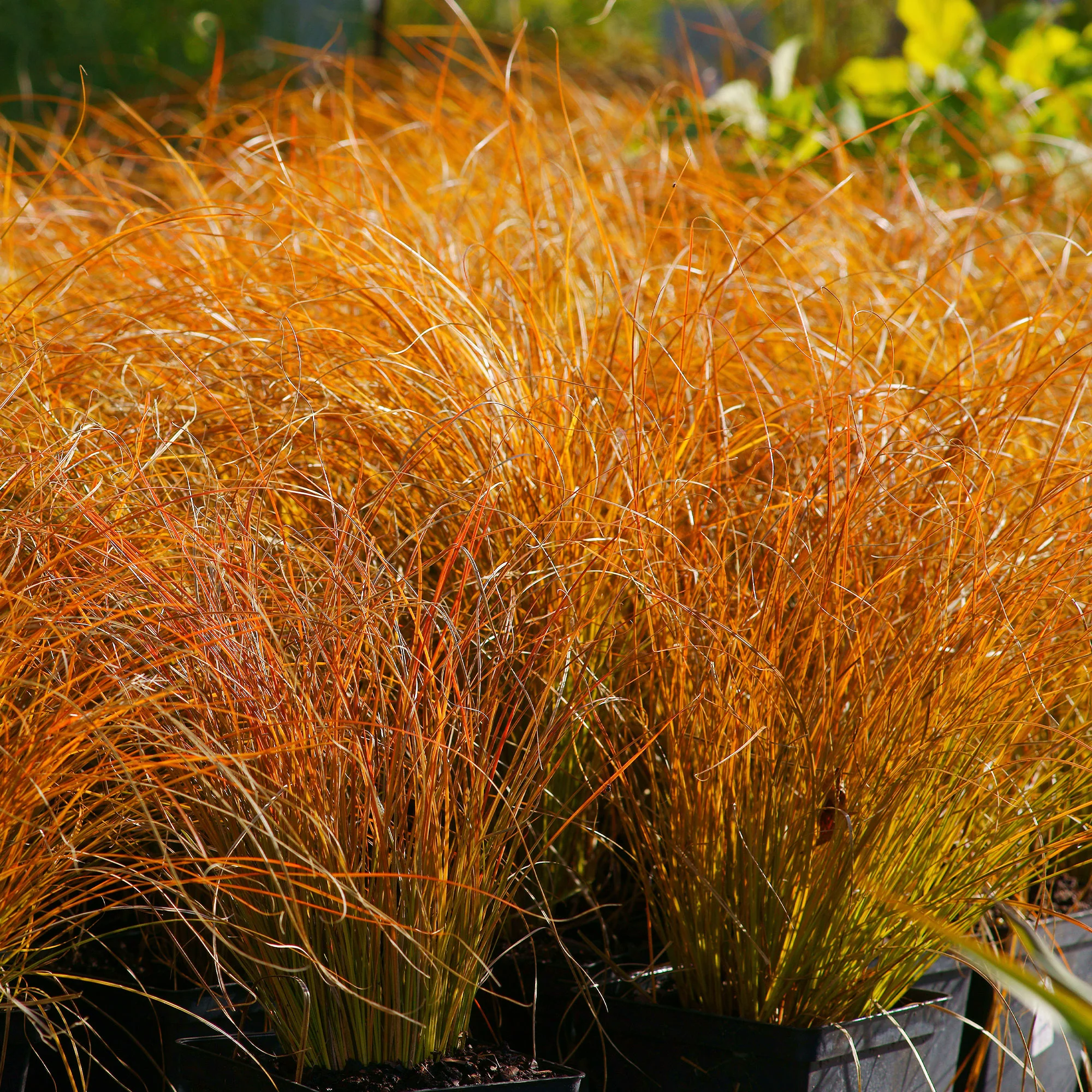 Zegge 'Prairie Fire' - Image 3
