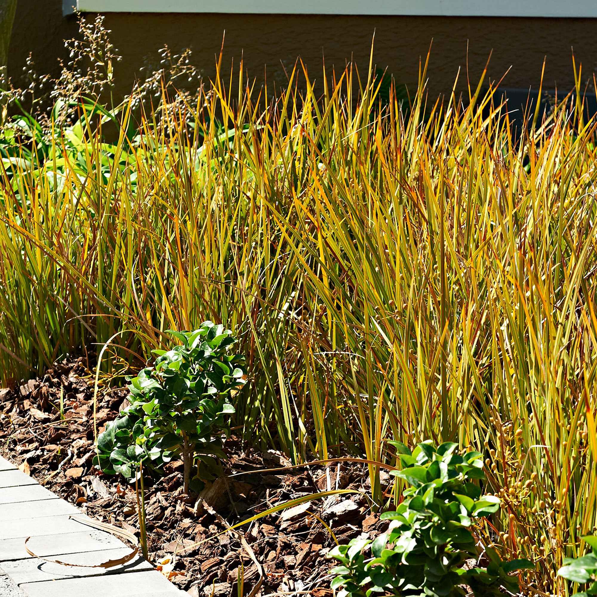 Zegge 'Prairie Fire' - Image 4