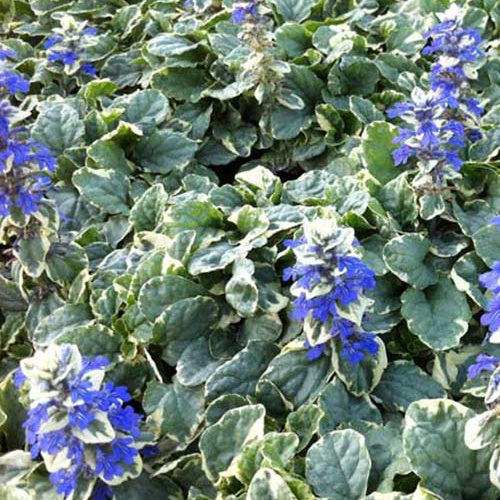 Zenegroen Variegata
