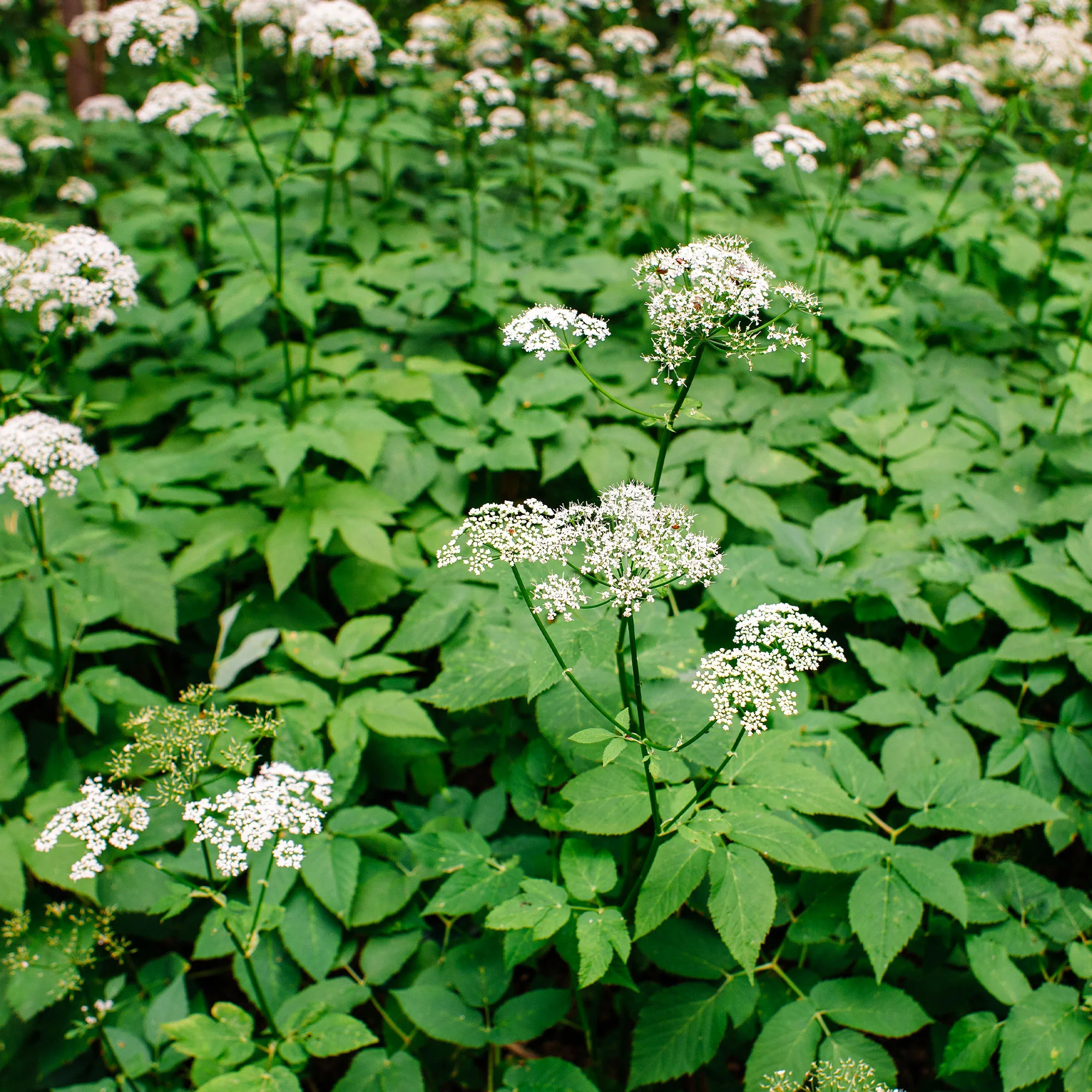 Zevenblad - Image 2