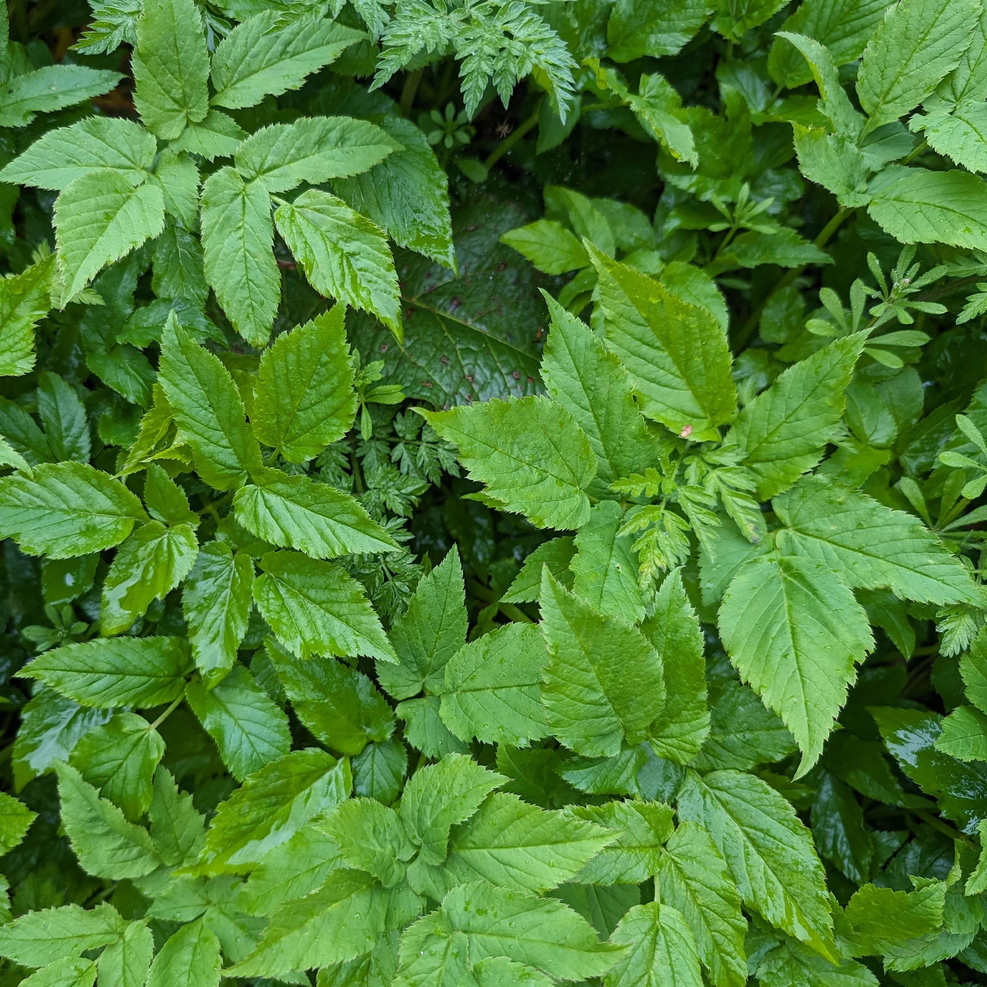 Zevenblad - Image 3