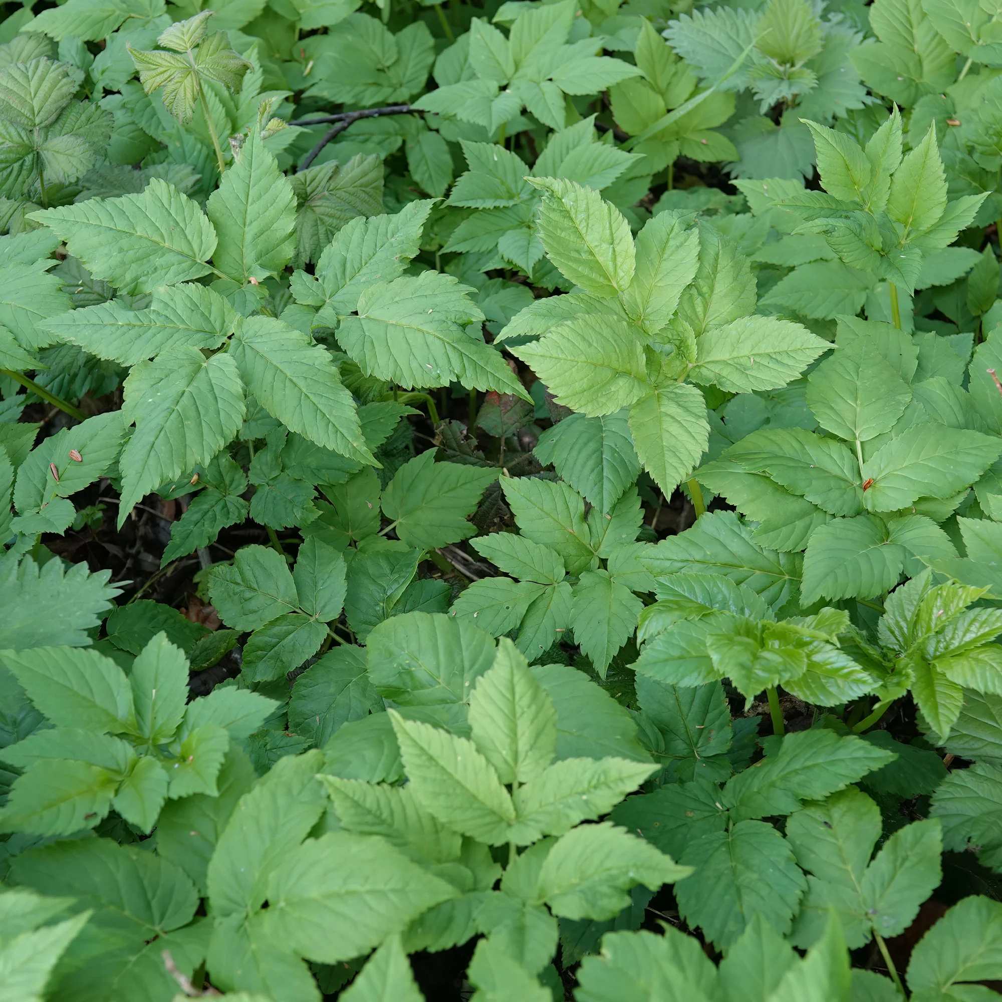 Zevenblad - Image 4