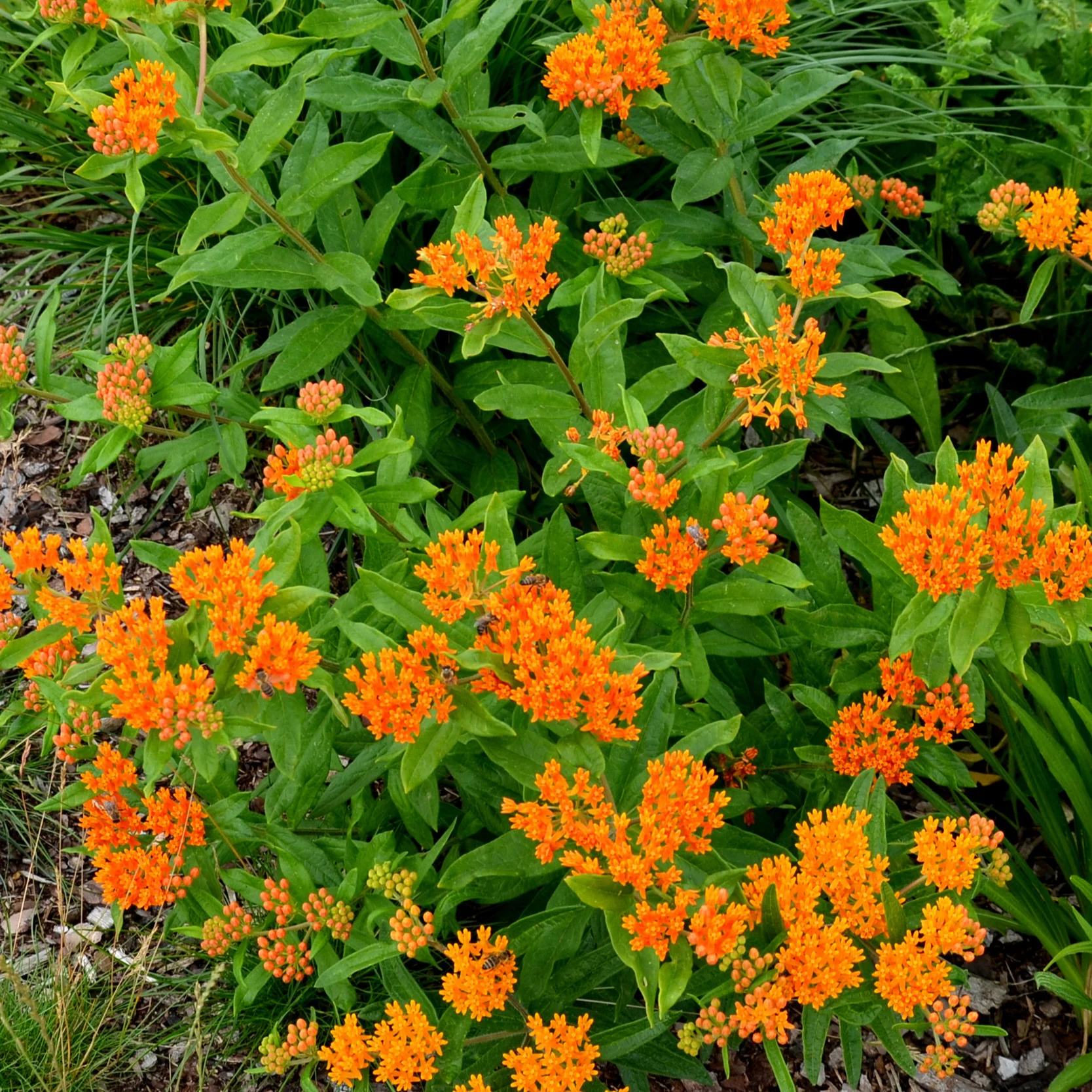Zijdeplant - Image 2