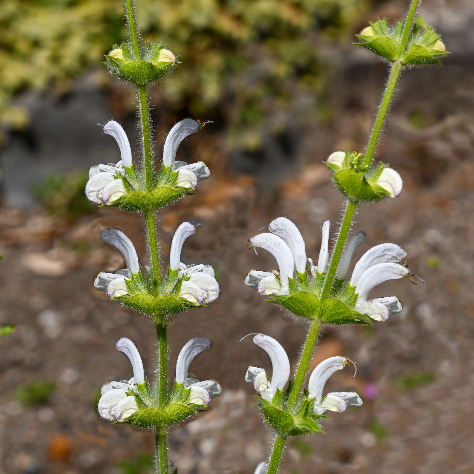 Zilversalie - Image 4