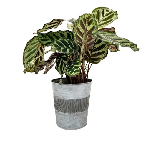 Miniatuur 1