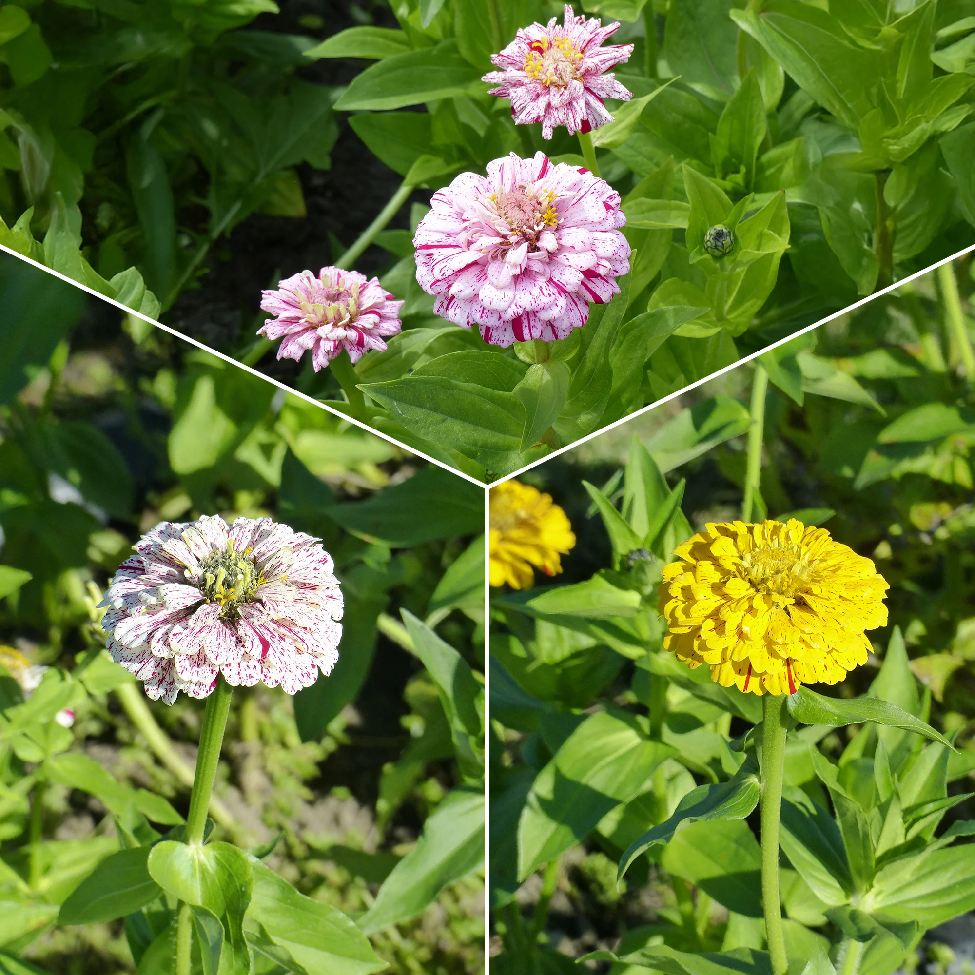 Zinnia Mix 'Peppermint Stick'