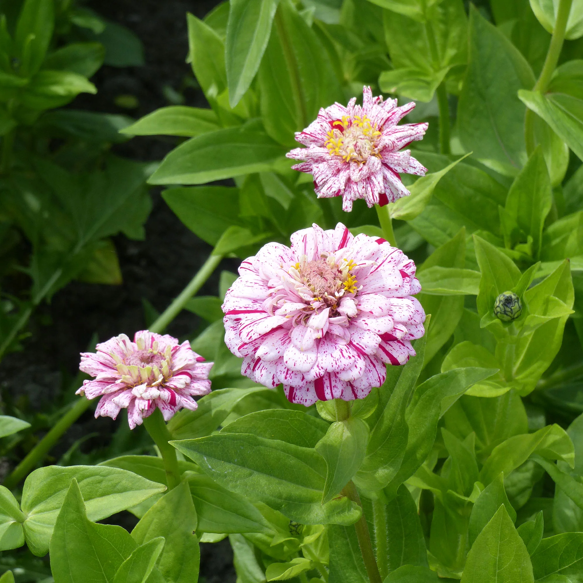 Zinnia Mix 'Peppermint Stick' - Image 2